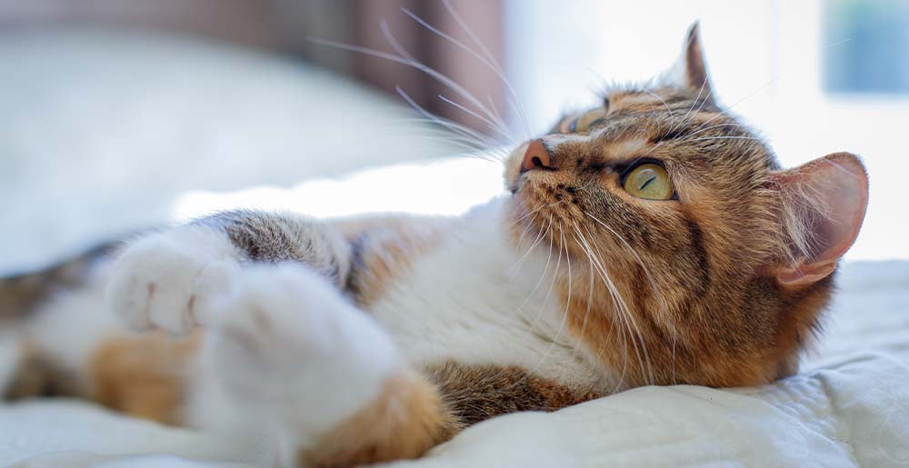 Come prendersi cura del gatto in inverno